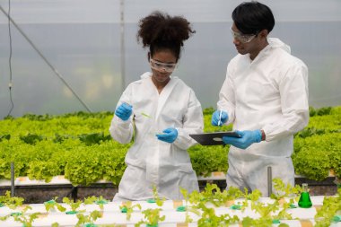 Afrikalı Amerikalı araştırmacı ve bitki genetiği uzmanı. Hidroponik sebze bahçesindeki bakteri ve kalitesini test edin. Araştırmacılar çiftlik suyundan yetiştirilen sebzeleri test etmek için örnekler topluyorlar..