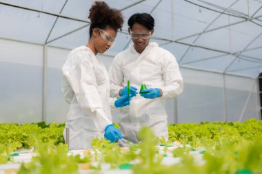 Afrikalı Amerikalı araştırmacı ve bitki genetiği uzmanı. Hidroponik sebze bahçesindeki bakteri ve kalitesini test edin. Araştırmacılar çiftlik suyundan yetiştirilen sebzeleri test etmek için örnekler topluyorlar..