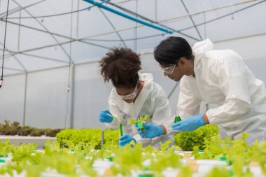 Afrikalı Amerikalı araştırmacı ve bitki genetiği uzmanı. Hidroponik sebze bahçesindeki bakteri ve kalitesini test edin. Araştırmacılar çiftlik suyundan yetiştirilen sebzeleri test etmek için örnekler topluyorlar..