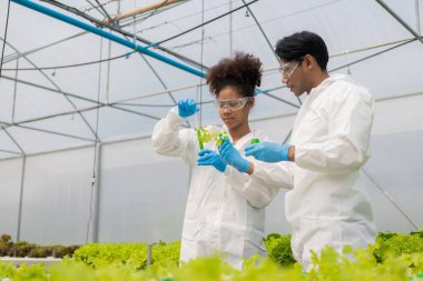 Afrikalı Amerikalı araştırmacı ve bitki genetiği uzmanı. Hidroponik sebze bahçesindeki bakteri ve kalitesini test edin. Araştırmacılar çiftlik suyundan yetiştirilen sebzeleri test etmek için örnekler topluyorlar..