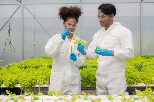 stock image African American researcher and plant genetics expert. Test the quality and bacteria in the hydroponics vegetable garden. Researchers are collecting samples to test vegetables grown from farm water.