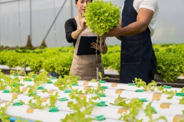 İki Asyalı erkek ve kadın hidrofonik sebze çiftliğinde yürüyor, araştırıyor ve mutlu bir şekilde hasat ediyor. Yeşil salata kutusu tutan erkek ve dişi çiftçi, serada gülümseyen kameraya bakıyor.