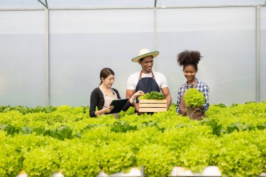 Bahçıvanlar hidrofonik sebze çiftliklerinde çalışırlar. Yeşil salata kutusu tutan üç boyutlu erkek ve kadın çiftçi serada gülümseyerek kameraya bakarken mutlu mesut dolaşır ve hasat eder.