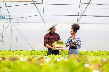 Hidroponik sebze çiftliğinde çalışan iki Asyalı bahçıvan ellerinde tabletle yürüyor sebzeleri hasat için kontrol ediyorlar, erkek ve kadın çiftçi ellerinde yeşil salata kutusuyla kameraya bakıp çiftlikte gülümsüyor.