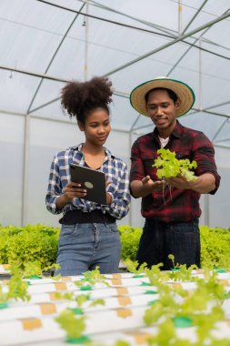 Hidroponik sebze çiftliğinde çalışan iki Asyalı bahçıvan ellerinde tabletle yürüyor sebzeleri hasat için kontrol ediyorlar, erkek ve kadın çiftçi ellerinde yeşil salata kutusuyla kameraya bakıp çiftlikte gülümsüyor.