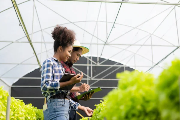 stock image Two asian gardeners working in hydroponics vegetable farm holding tablet walking checking vegetables for harvest, male and female farmer holding green salad box looking at camera with smile in farm