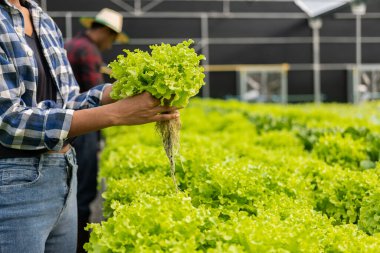 Suda sebze bahçesini denetleyen çiftçi organik sebze çiftliği Sebze Bahçe İşlerinin Başarılı Fikirleri