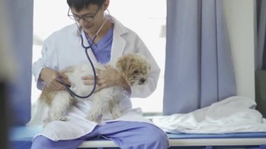 Şirin beyaz ve kahverengi shih tzu yavruları bir veteriner tarafından bakılıyor evcil hayvan dükkanında ya da veteriner kliniğinde. Asyalı genç erkek veteriner yatakta oturmuş köpeğe sarılıyor.