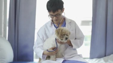 Şirin beyaz ve kahverengi shih tzu yavruları bir veteriner tarafından bakılıyor evcil hayvan dükkanında ya da veteriner kliniğinde. Asyalı genç erkek veteriner yatakta oturmuş köpeğe sarılıyor.
