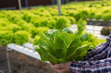 Çiftçiler organik bir sebze çiftliğindeki hidroponik bir çiftlikten organik marul topluyor. Erkek salata bahçıvanı serada sebze topluyor Küçük işletme gıda üretimi