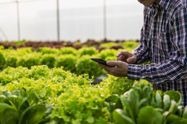 Çiftçiler organik bir sebze çiftliğindeki hidroponik bir çiftlikten organik marul topluyor. Erkek salata bahçıvanı serada sebze topluyor Küçük işletme gıda üretimi