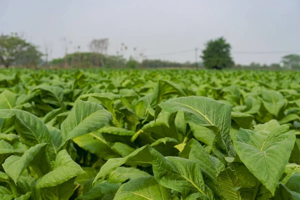Tabaksveld Lichtgroen Tabaksblad Plant Groeit Tabaksveld Uitzicht Tabaksplant Het Veld — Stockfoto