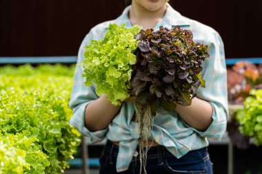 Kadın çiftçi organik hidroponik sebze çiftliğinden organik marul topluyor kadın salata bahçıvanı serada sebze hasat ediyor. Küçük bir iş. Gıda üretimi.