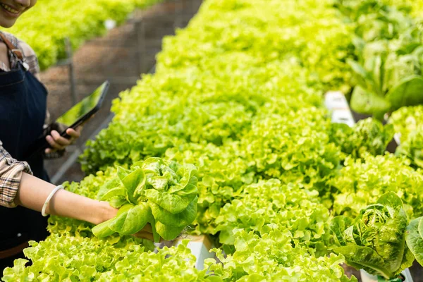 stock image Female farmer harvesting organic lettuce from hydroponic farm in organic hydroponic vegetable farm Female salad gardener harvesting vegetables in greenhouse. Small business. Food production.