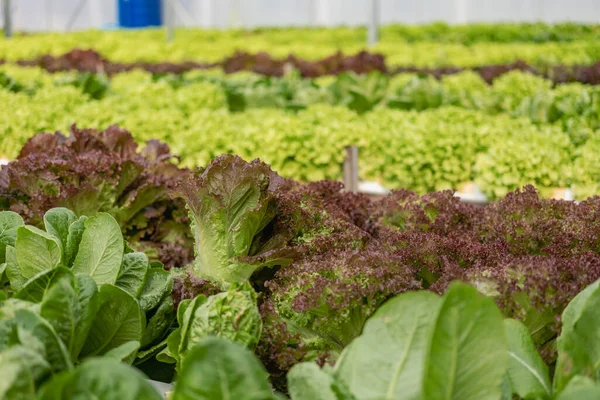 stock image An experiment on growing lettuce in indoor hydroponics system Growing vegetables in hydroponics system Garden salad in Thailand Growing lettuce in PVC pipes, healthy vegetable growing concept.