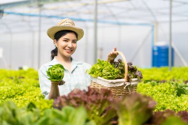 Asyalı kadın çiftçi sepet dolusu taze yeşil salata tutuyor. Hidroponik çiftlikte. Akıllı genç kadın ya da organik tarım kalite kontrol uzmanı yeşil sebze ürünleri denetliyor.