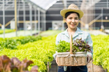 Asyalı kadın çiftçi sepet dolusu taze yeşil salata tutuyor. Hidroponik çiftlikte. Akıllı genç kadın ya da organik tarım kalite kontrol uzmanı yeşil sebze ürünleri denetliyor.