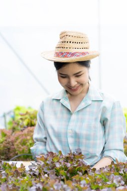 Asyalı kadın çiftçi sepet dolusu taze yeşil salata tutuyor. Hidroponik çiftlikte. Akıllı genç kadın ya da organik tarım kalite kontrol uzmanı yeşil sebze ürünleri denetliyor.