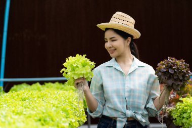 Asyalı kadın çiftçi sepet dolusu taze yeşil salata tutuyor. Hidroponik çiftlikte. Akıllı genç kadın ya da organik tarım kalite kontrol uzmanı yeşil sebze ürünleri denetliyor.