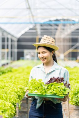 Asyalı kadın çiftçi sepet dolusu taze yeşil salata tutuyor. Hidroponik çiftlikte. Akıllı genç kadın ya da organik tarım kalite kontrol uzmanı yeşil sebze ürünleri denetliyor.