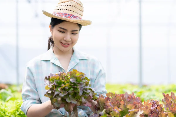 stock image Asian female farmer holding basket full of fresh green salad on hydroponic farm Smart young woman or agronomist on organic farm Quality Control Inspection of Green Vegetable Products