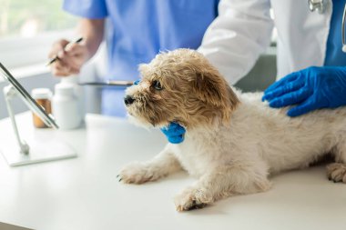 Genç Asyalı veteriner, veteriner kliniğinde steteskopla şirin shih tzu köpeğini inceliyor. Evcil hayvanlar için sağlık ve ilaç kavramı. Veteriner doktorunda muayene edilen şirin köpek.