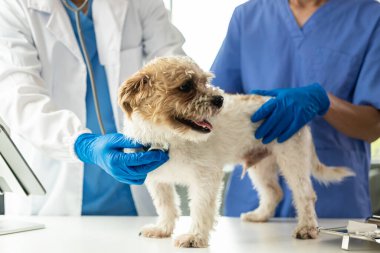 Genç Asyalı veteriner, veteriner kliniğinde steteskopla şirin shih tzu köpeğini inceliyor. Evcil hayvanlar için sağlık ve ilaç kavramı. Veteriner doktorunda muayene edilen şirin köpek.