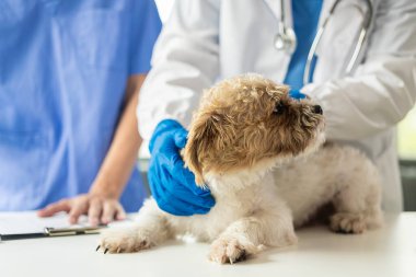 Genç Asyalı veteriner, veteriner kliniğinde steteskopla şirin shih tzu köpeğini inceliyor. Evcil hayvanlar için sağlık ve ilaç kavramı. Veteriner doktorunda muayene edilen şirin köpek.