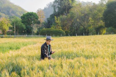 Asyalı adam akıllı çiftçi tarım endüstrisi geliştirmek için arpa tarlasında akıllı telefon kullanarak modern dijital teknolojiyi kullanıyor..