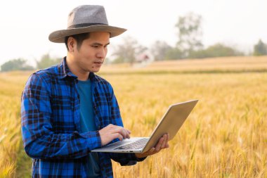 Tarım endüstrisi konsepti, Asyalı erkek çiftçi dizüstü bilgisayar tutuyor, ürünlerine dikkat ediyor ve organik buğday ekinleri hasat etmeye hazırlanıyor..