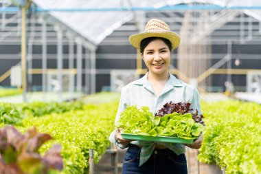 Asyalı kadın organik hidroponik sistem kullanarak bir serada yeşil meşe marulu yetiştiriyor..