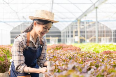 Asyalı kadın organik hidroponik sistem kullanarak bir serada yeşil meşe marulu yetiştiriyor..