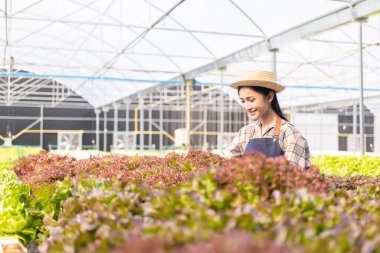 Asyalı kadın organik hidroponik sistem kullanarak bir serada yeşil meşe marulu yetiştiriyor..