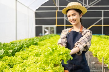 Asyalı kadın organik hidroponik sistem kullanarak bir serada yeşil meşe marulu yetiştiriyor..