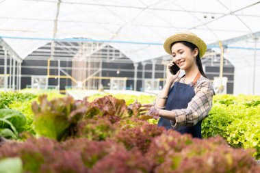 Asyalı bir kadın yeşil meşe bahçesinde organik hidroponik sistem kullanarak akıllı telefon tutuyor. Hasattan önce kontrol eden kadın