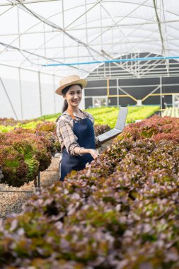 Asyalı kadın çiftçiler veri toplamak ve organik hidroponik çiftliklerdeki sebzelerin kalitesini ve miktarını izlemek için bilgisayar kullanıyorlar. Küçük işletme girişimcisi