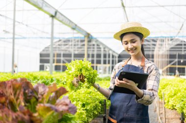 Dijital tabletle hidrofonik sebze çiftliğinde çalışan mutlu Asyalı kadın verileri topluyor ve organik hidroponik çiftliğindeki sebzelerin kalitesini ve miktarını kontrol ediyor..