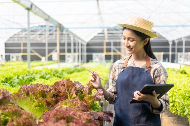 Dijital tabletle hidrofonik sebze çiftliğinde çalışan mutlu Asyalı kadın verileri topluyor ve organik hidroponik çiftliğindeki sebzelerin kalitesini ve miktarını kontrol ediyor..