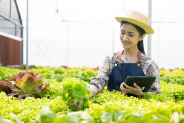 Dijital tabletle hidrofonik sebze çiftliğinde çalışan mutlu Asyalı kadın verileri topluyor ve organik hidroponik çiftliğindeki sebzelerin kalitesini ve miktarını kontrol ediyor..