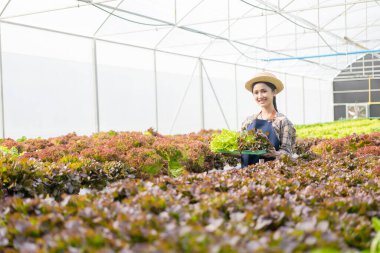 Dijital tabletle hidrofonik sebze çiftliğinde çalışan mutlu Asyalı kadın verileri topluyor ve organik hidroponik çiftliğindeki sebzelerin kalitesini ve miktarını kontrol ediyor..