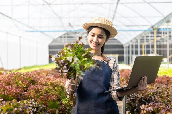 Asian female farmers use computers to collect data and monitor the quality and quantity of vegetables in hydroponic farms in organic hydroponic farms. small business entrepreneur
