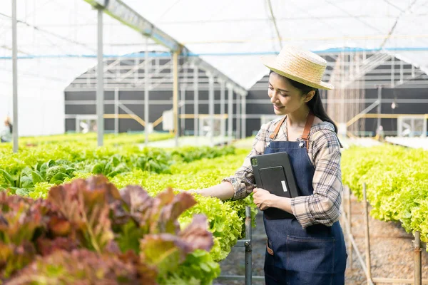 Happy Asian woman working on hydroponic vegetable farm with digital tablet Female farmer collecting data and checking quality and quantity of vegetables in organic hydroponics farm.