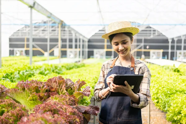 Happy Asian woman working on hydroponic vegetable farm with digital tablet Female farmer collecting data and checking quality and quantity of vegetables in organic hydroponics farm.