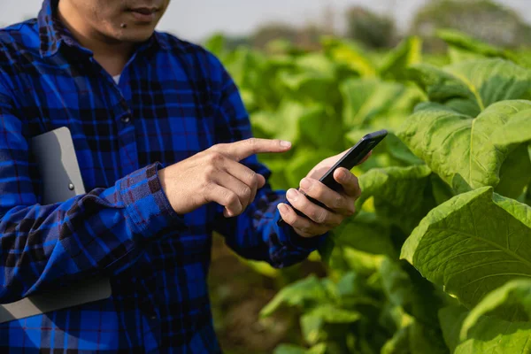 Jardineiro Masculino Asiático Segurando Smartphone Examinando Crescimento Plantas Uma Plantação — Fotografia de Stock