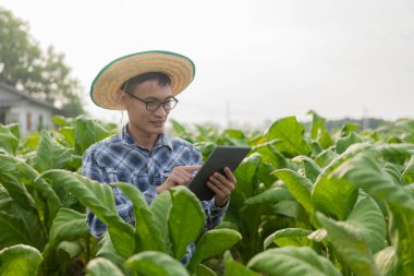 Asyalı erkek bahçıvan elinde tütün bahçesindeki bitki büyümesini inceleyen bir tablet tutuyor. Tarım Araştırmaları Konsepti ve Tayland 'daki Tütün Tarımı Kalite Geliştirme Bölümü..