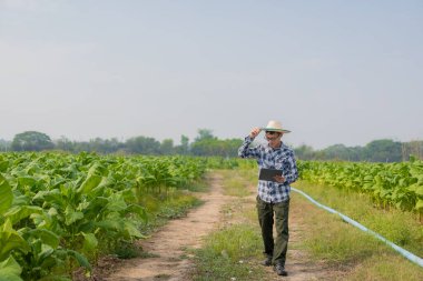 Asyalı erkek bahçıvan elinde tütün bahçesindeki bitki büyümesini inceleyen bir tablet tutuyor. Tarım Araştırmaları Konsepti ve Tayland 'daki Tütün Tarımı Kalite Geliştirme Bölümü..