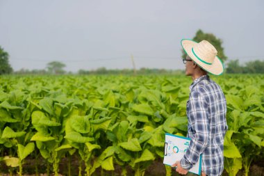 Asyalı erkek bahçıvan elinde tütün bahçesindeki bitki büyümesini inceleyen bir tablet tutuyor. Tarım Araştırmaları Konsepti ve Tayland 'daki Tütün Tarımı Kalite Geliştirme Bölümü..