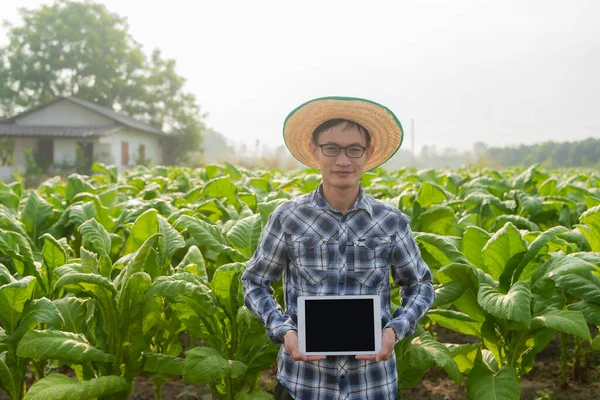 Asijský Zahradník Držící Tablet Zkoumá Růst Rostlin Tabákové Zahradě Zemědělské — Stock fotografie