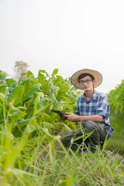 亚洲男性园艺师手持石碑研究烟草园植物生长泰国农业研究理念与烟草农艺品质发展 — 图库照片