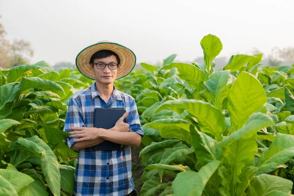 Azjatycki Ogrodnik Posiadający Tabletkę Badającą Wzrost Roślin Ogrodzie Tytoniowym Koncepcje — Zdjęcie stockowe